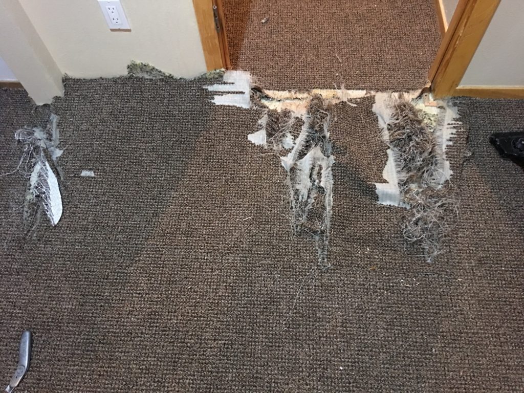 Destroyed carpet in a doorframe due to pet damage. This was a pet damage carpet repair in Breckenridge performed by Exclusive cleaning & Restoration