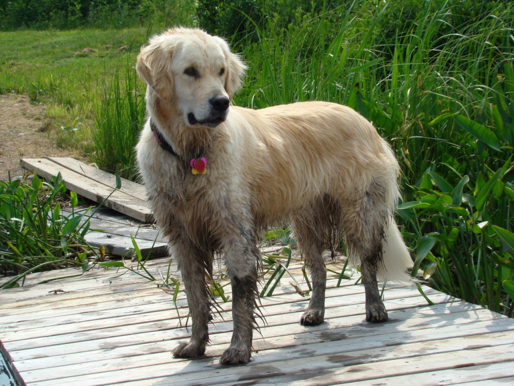 A golden retriever with muddy paws and muddy fur stands on a wooden deck surrounded by tall grass. Summer pet stains are a common carpet stain removal request in Summit County Colorado Breckenridge Carpet Cleaning
