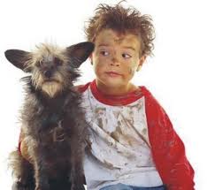 How often should you clean carpets breckenridge dog carpet stain