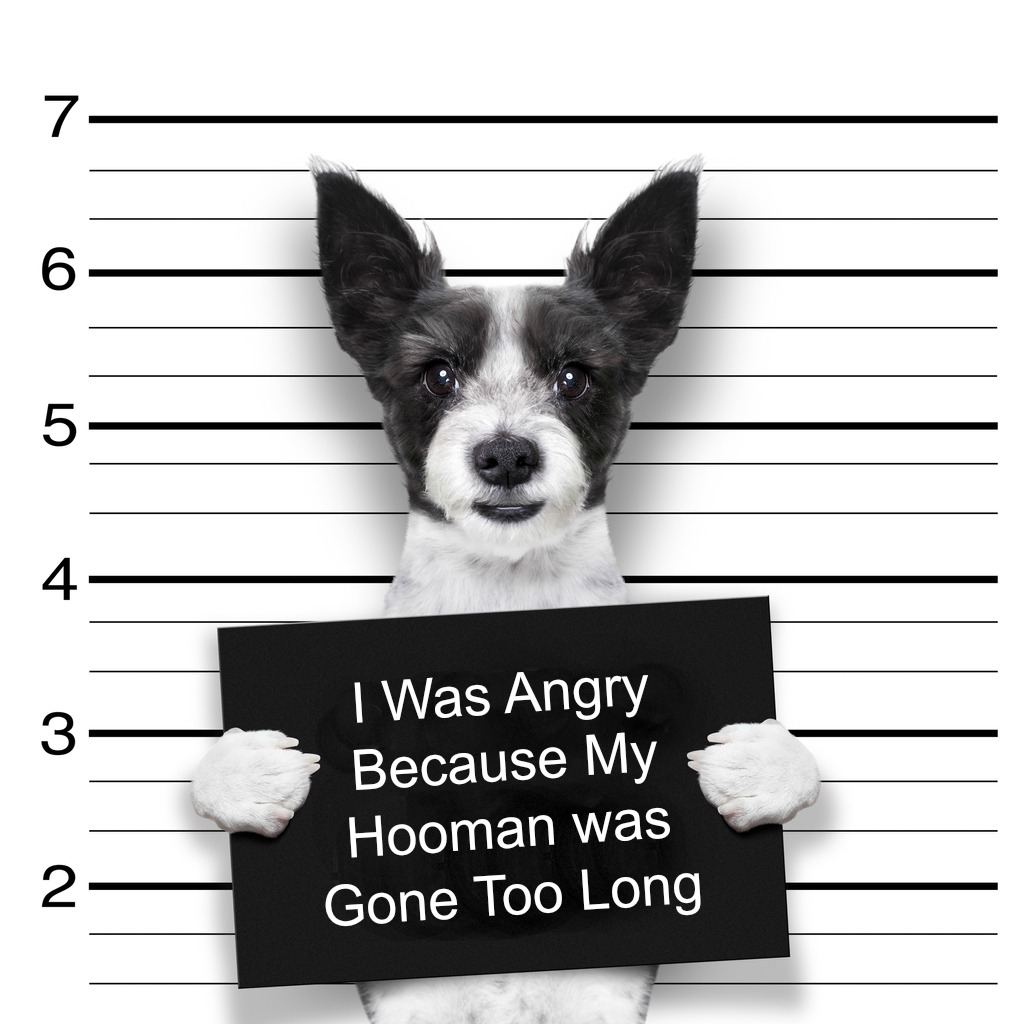 Pet accidents happen - Exclusive Cleaning and Restoration removing pet stains in Breckenridge