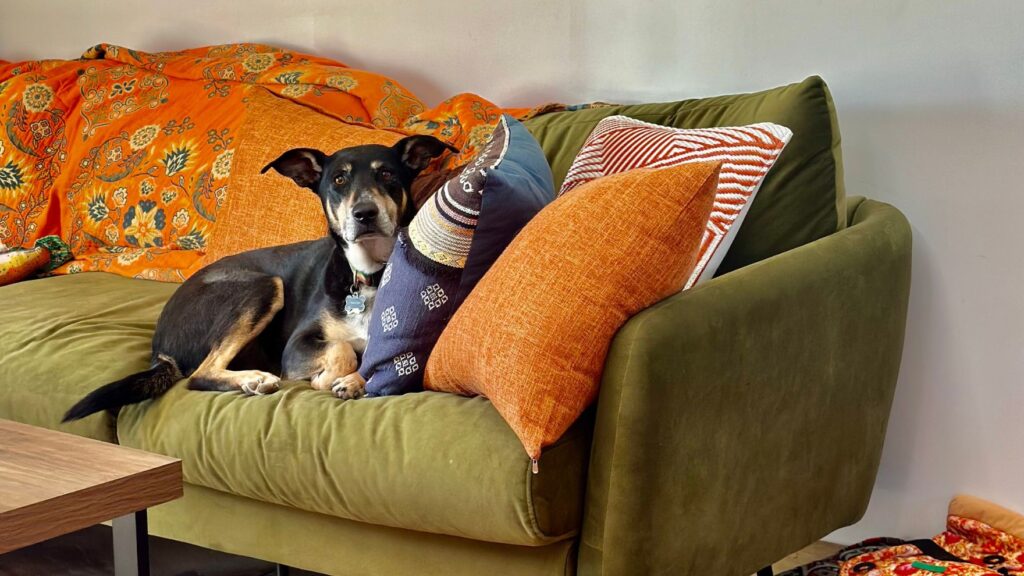 A dog laying on a green couch with several throw pillows and an orange blanket in breckenridge